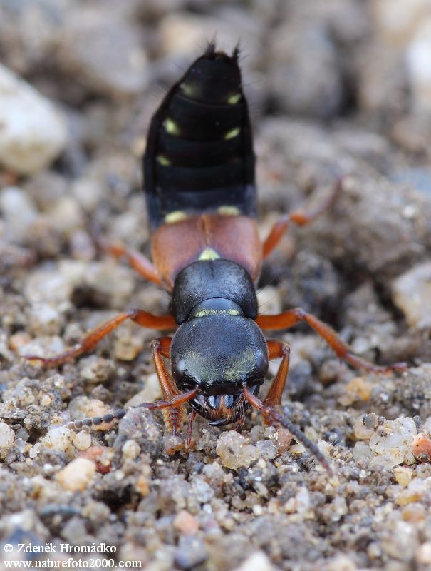 drabčík, Staphylinus erythropterus, Staphylinidae (Brouci, Coleoptera)